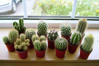 Những loại cây tiêu hao tài lộc người giàu không bao giờ trồng trong nhà