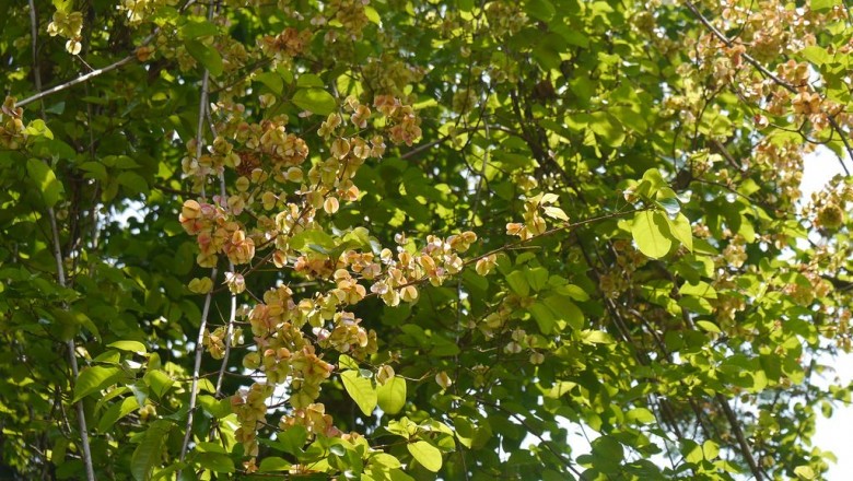 Cây dược liệu cây Dây quinh tàu, Lương vàng, Lăng vàng, Lăng nghệ, Chưn bầu dây - Combretum latifolium Blume (C. extensum Roxb.)