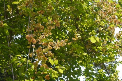 Cây dược liệu cây Dây quinh tàu, Lương vàng, Lăng vàng, Lăng nghệ, Chưn bầu dây - Combretum latifolium Blume (C. extensum Roxb.)