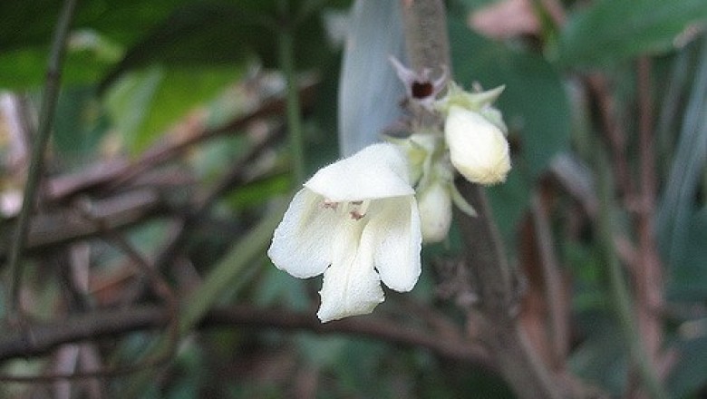 Cây dược liệu cây Hôi, Sâu cối – Gomphostemma leptodon Dunn