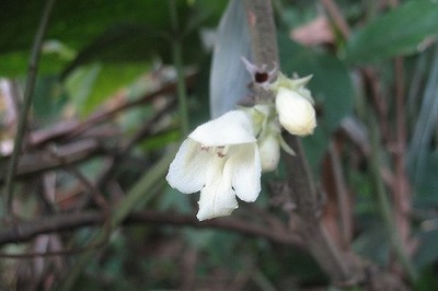 Cây dược liệu cây Hôi, Sâu cối – Gomphostemma leptodon Dunn