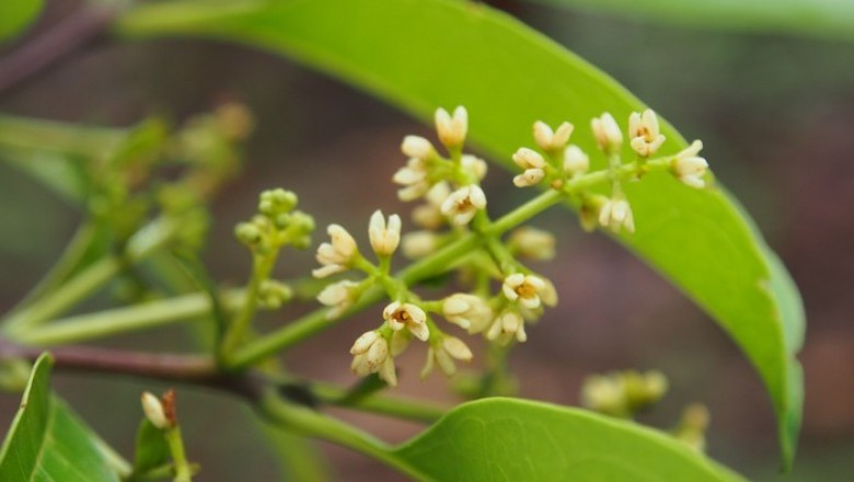 Cây dược liệu cây Hồ bì - Linociera ramiflora (Roxb.) Wall