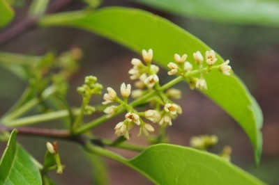 Cây dược liệu cây Hồ bì - Linociera ramiflora (Roxb.) Wall