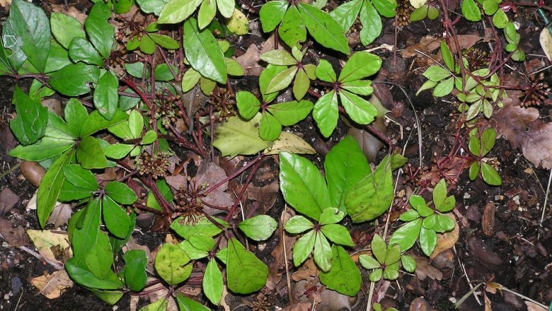 Cây dược liệu cây Dây quai tròn - Tetrastigma obtectum (Wall.) Planch