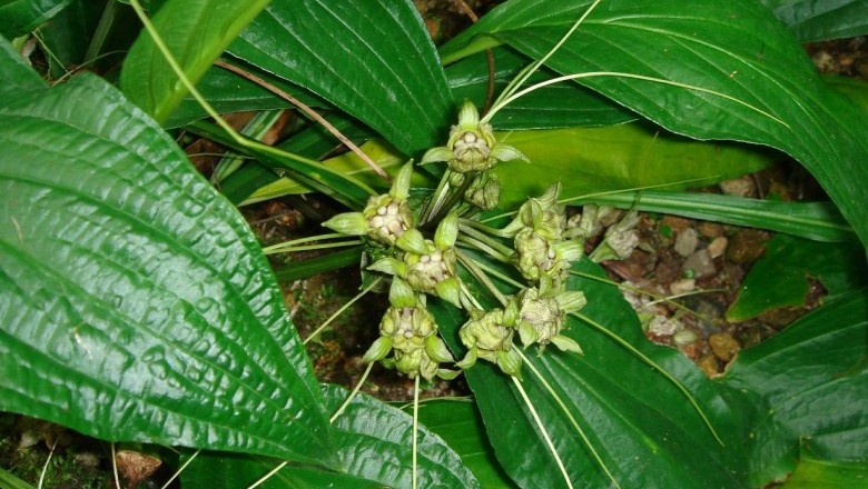 Cây dược liệu cây Hồi đầu, Cỏ vùi đầu, Vùi sầu - Tacca plantaginea (Hance) Drenth