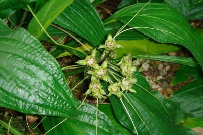 Cây dược liệu cây Hồi đầu, Cỏ vùi đầu, Vùi sầu - Tacca plantaginea (Hance) Drenth