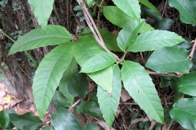 Cây dược liệu cây Dây quai bị - Tetrastigma strumarium Gagnep