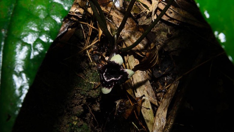 Cây dược liệu cây Hoa tiên, Trầu tiên - Asarum glabrum Merr