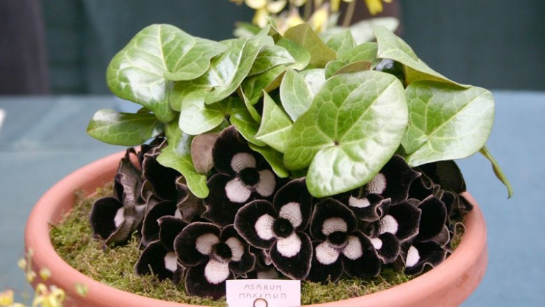 Cây dược liệu cây Hoa tiên to, Trầu tiên - Asarum maximum Hemsl