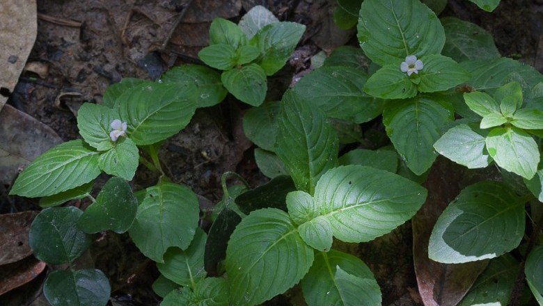 Cây dược liệu cây Hồi nước, Quế đất - Limnophila rugosa (Roth) Merr. (Herpestis rugosa Roth)