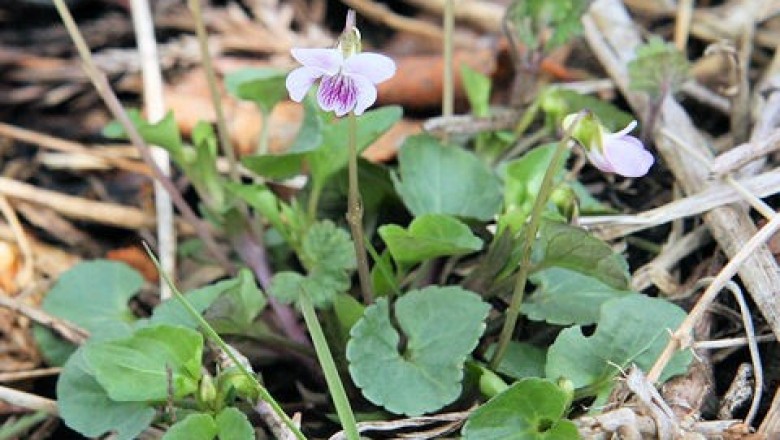 Cây dược liệu cây Hoa tím khiêm, Rau cẩn - Viola verecunda A. Gray