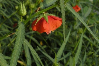 Cây dược liệu cây Hoa tí ngọ - Pentapetes phoenicea L