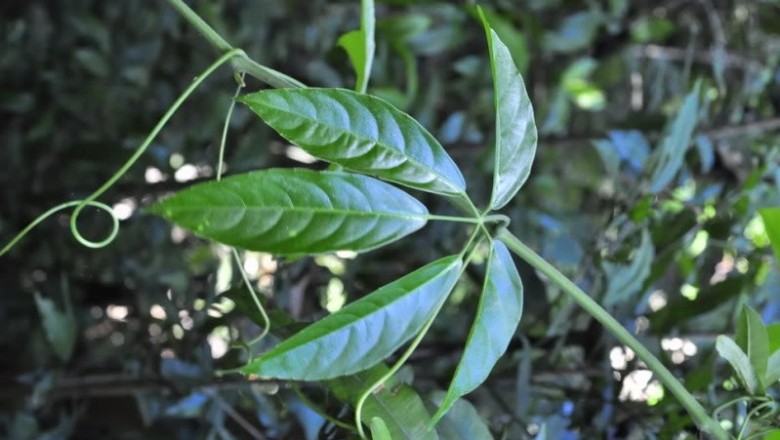 Cây dược liệu cây Dây quai ba lô - Tetrastigma planicaule (Hook. f.) Gagnep