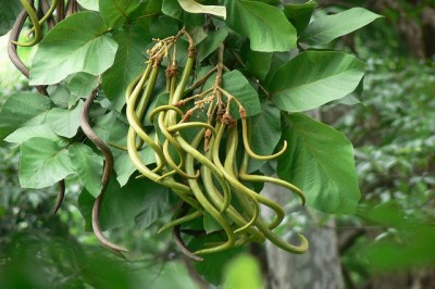 Cây dược liệu cây Ngọt nai, Dinh lá tuyến, Sò do - Fernandoa adenophylla (Wall ex G. Don) Steenis