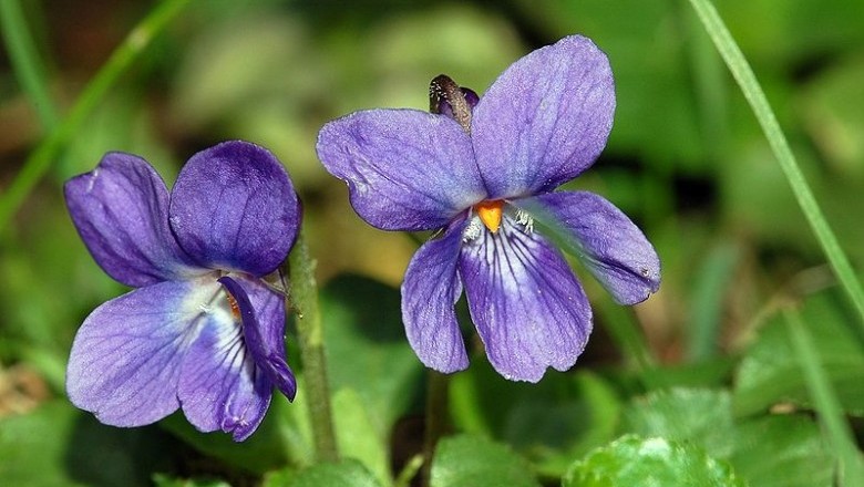 Cây dược liệu cây Hoa tím - Viola odorata L