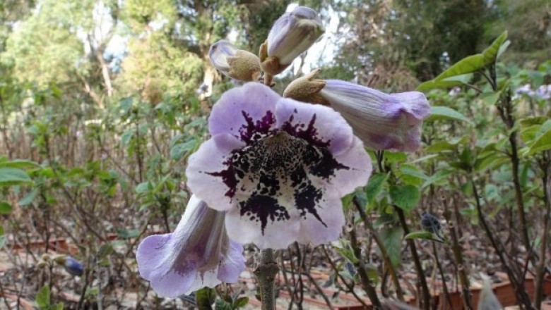 Cây dược liệu cây Hông - Paulownia fortunei (Seem.) Hemsl