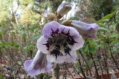 Cây dược liệu cây Hông - Paulownia fortunei (Seem.) Hemsl