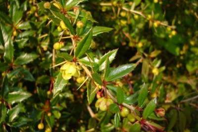 Cây dược liệu cây Hoàng liên gai, Hoàng mù, Hoàng mộc - Berberis wallichiana DC