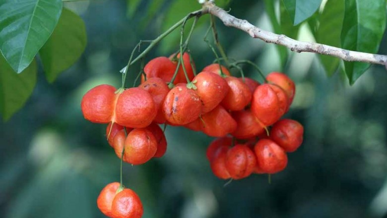 Cây dược liệu cây Hoạt bi - Harpullia arborea (Blanco) Radlk