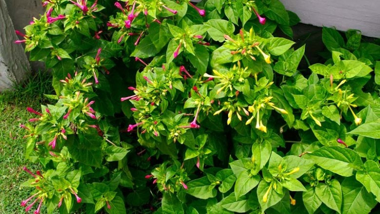 Cây dược liệu cây Hoa phấn, Bông phấn, Sâm ớt - Mirabilis jalapa L