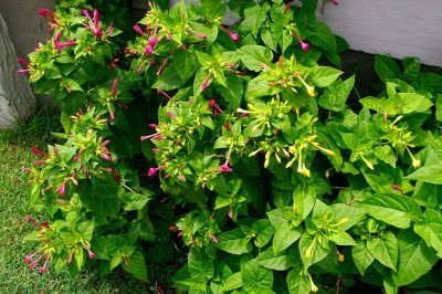 Cây dược liệu cây Hoa phấn, Bông phấn, Sâm ớt - Mirabilis jalapa L