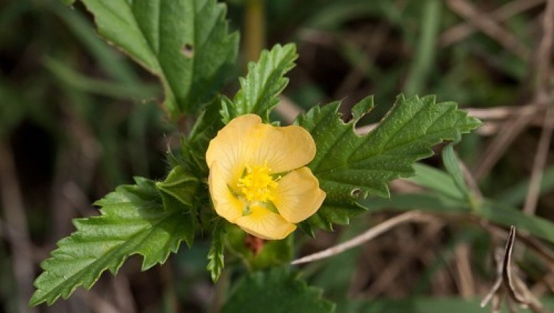 Cây dược liệu cây Hoàng manh, Thục quỳ - Malvastrum coromandelianum (L.) Garcke