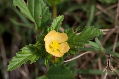 Cây dược liệu cây Hoàng manh, Thục quỳ - Malvastrum coromandelianum (L.) Garcke