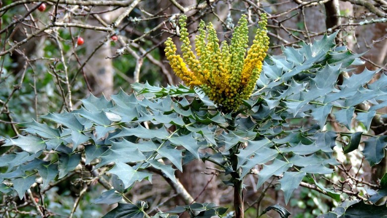 Cây dược liệu cây Hoàng liên ô rô, Hoàng bá gai - Mahonia nepalensis DC, (M. annamica Gagnep.)
