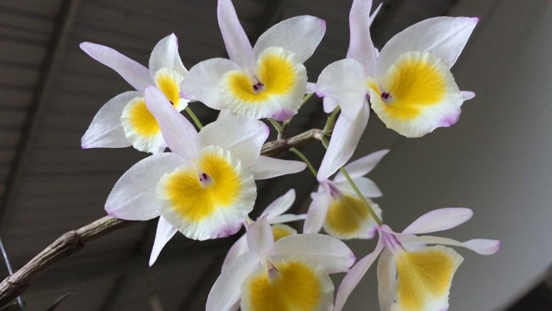 Cây dược liệu cây Hoa thảo, Ý thảo - Dendrobium gratiosissimum Rchb. f