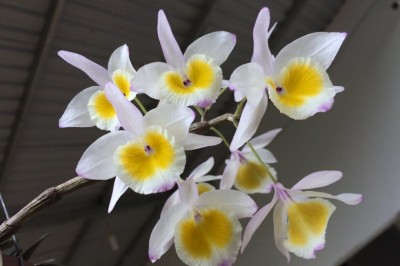 Cây dược liệu cây Hoa thảo, Ý thảo - Dendrobium gratiosissimum Rchb. f