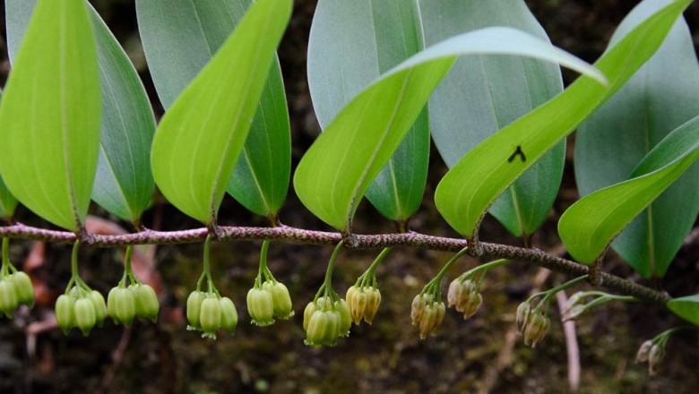 Cây dược liệu cây Hoàng tinh hoa đốm - Polygonatum punctatum Royle ex Knuth