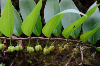 Cây dược liệu cây Hoàng tinh hoa đốm - Polygonatum punctatum Royle ex Knuth