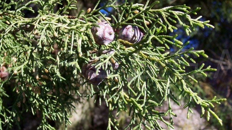 Cây dược liệu cây Hoàng đàn, Hoàng đàn liễu, Hoàng đàn cành rủ, Ngọc am - Cupressus funebris Endl