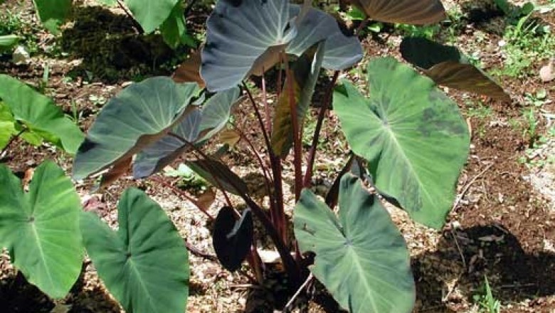 Một ngôi làng không người bệnh ung thư, nhờ ăn loại củ vừa trồng nhiều lại rẻ