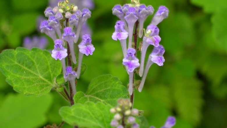 Cây dược liệu cây Hoàng cầm Ấn - Scutellaria indica L