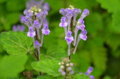 Cây dược liệu cây Hoàng cầm Ấn - Scutellaria indica L