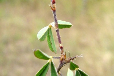Cây dược liệu cây Hàn the cây, Tràng quả hai đốt - Dicerma biarticulatum (L.) DC. (Desmodium biarticulatum (L.), F.v Muell.)