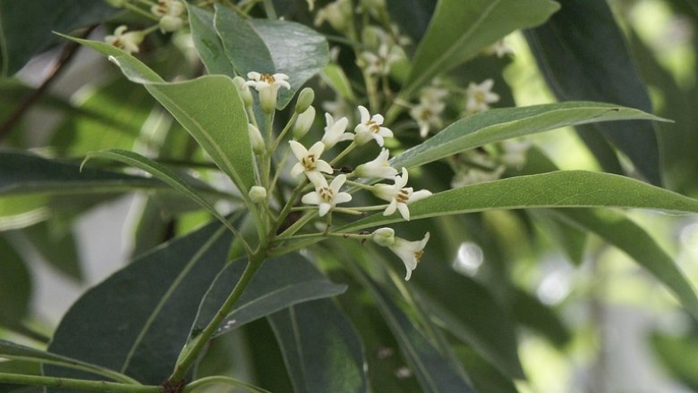 Cây dược liệu cây Hải đồng nhiều hoa, Hắc châu nhiều hoa - Pittosporum floribundum Wight et. Arii