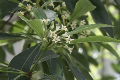 Cây dược liệu cây Hải đồng nhiều hoa, Hắc châu nhiều hoa - Pittosporum floribundum Wight et. Arii