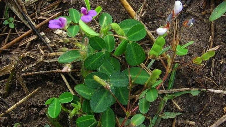 Cây dược liệu cây Hàn the, Sơn lục đậu - Desmodium heterophyllum (Willd.) DG