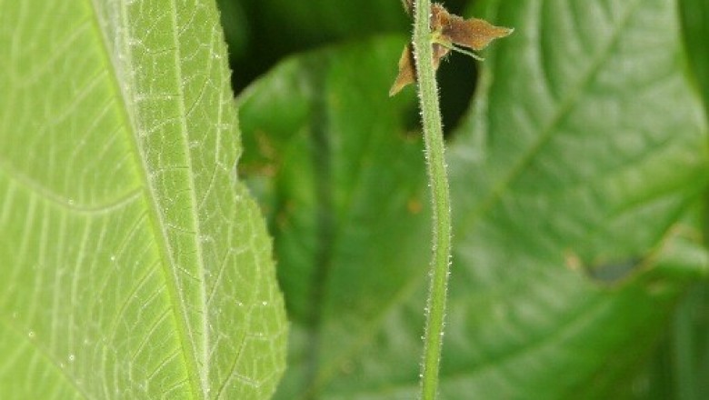 Cây dược liệu cây Han dây, Bọ nẹt, Hồ ly Java - Cnesmone javanica Blume