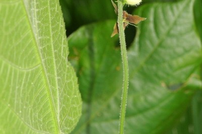 Cây dược liệu cây Han dây, Bọ nẹt, Hồ ly Java - Cnesmone javanica Blume