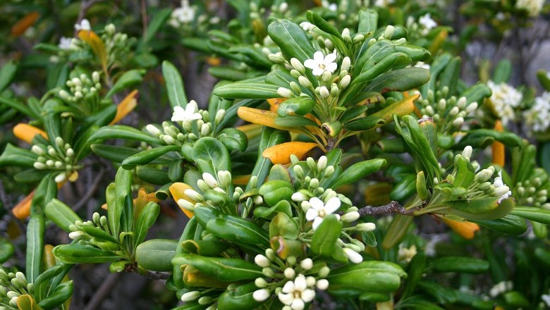 Cây dược liệu cây Hải đồng, Son - Pittosporum tobira (Thunb.) Ait