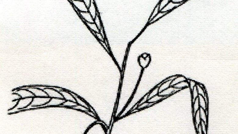 Cây dược liệu cây Háo duyên trị lãi - Actephila anthelmintica Gagnep