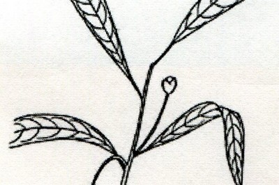 Cây dược liệu cây Háo duyên trị lãi - Actephila anthelmintica Gagnep