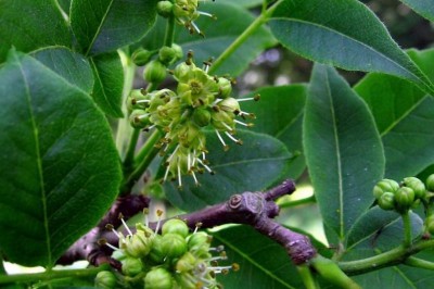 Cây dược liệu cây Hoàng bá, Hoàng nghiệt - Phellodendron amurense Rupr