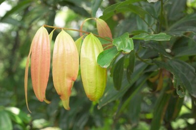 Cây dược liệu cây Hậu phác nam, Quế rừng - Cinnamomum iners Reiuw, ex Blume