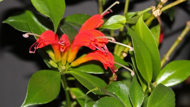 Cây dược liệu cây Hoa ki, Hoa ki Poalan - Aeschynanthus poilanei Pellegr