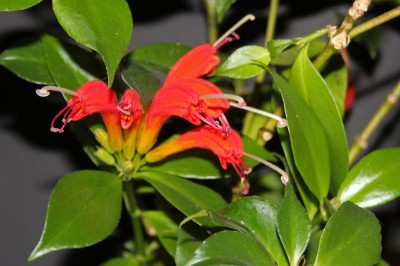 Cây dược liệu cây Hoa ki, Hoa ki Poalan - Aeschynanthus poilanei Pellegr