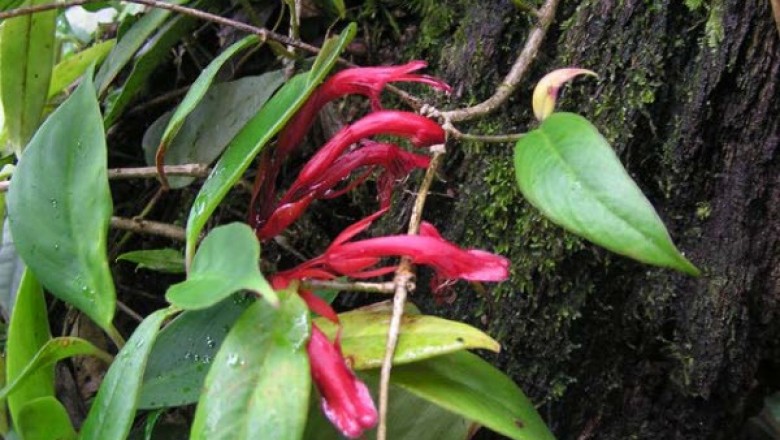 Cây dược liệu cây Hoa ki nhọn, Má đào nhọn - Aeschynanthus acuminatus Wall